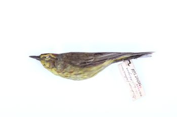 Media type: image;   Ornithology 294386 Description: Dendroica palmarum;  Aspect: lateral